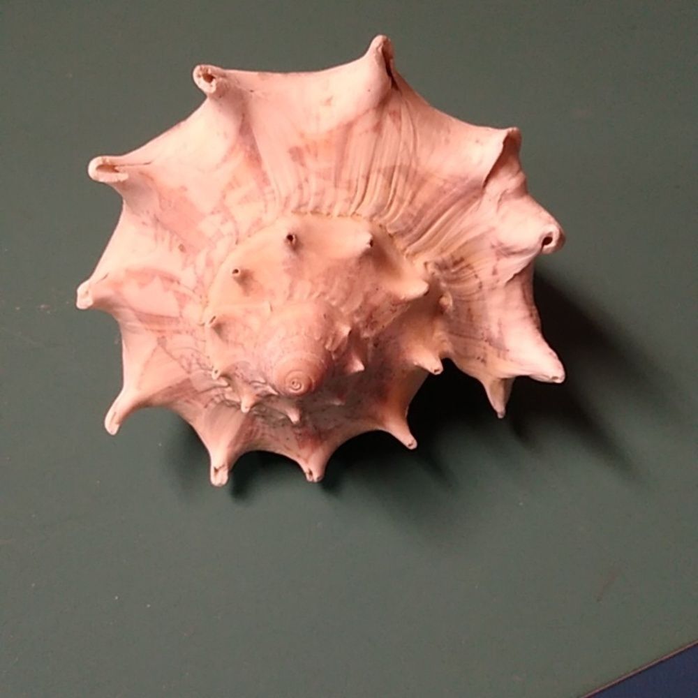 Decorative Seashell with Intricate Patterns - Picture 4 of 6